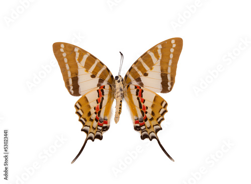 Photo: schmetterling schmetterling