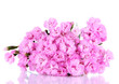 Many small pink cloves isolated on white