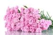Many small pink cloves isolated on white
