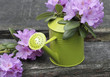 rhododendron-blüten garten freizeit