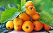 Ripe loquats on branch