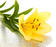 Beautiful orange lilies on wet background