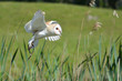 snowowl flying