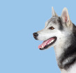 Siberian Husky