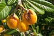 Frost damage