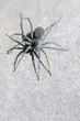 Wolfsspinne (Pardosa wagleri)