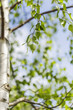 Birken Blätter Bokeh