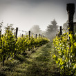 vigna nella nebbia