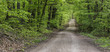 canvas print picture - Waldweg Panorama