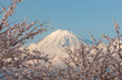 雁堤の桜と富士山