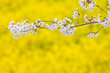 菜の花と桜