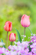 春の花 春の花