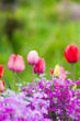 春の花 春の花