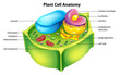 Plant cell anatomy