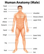 Human body parts