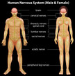 Human nervous system