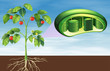 Plant cell anatomy