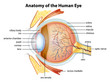 Human eye anatomy