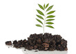 canvas print picture - Sapling