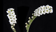 canvas print picture - flower