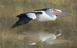 Pelican