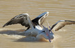 Pelicans fighting