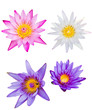 Siam Lotus
