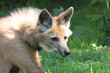 loup à crinière