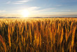 Wheat field at sunset