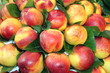 Nectarines,Mercat De La Boqueria, El Raval, Barcelona, Spain