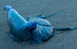Bule Bottle Jellyfish