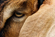 close up image of goat face