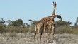 Two giraffe bulls fighting
