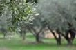 OLIVES VERTES