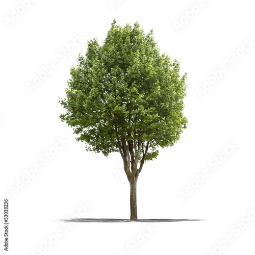 Photo: Arbre sur fond blanc Arbre sur fond blanc