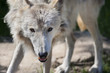 Stare of a polar molting wolf