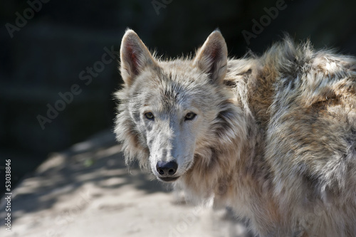 Photo: Look back of a polar molting wolf Look back of a polar molting wolf