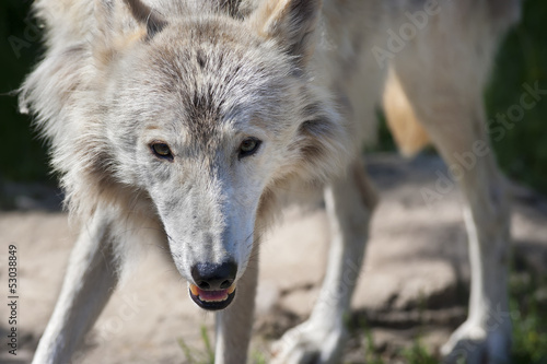 Photo: Stare of a polar molting wolf Stare of a polar molting wolf