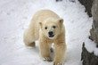 A polar bear baby, walking on fresh snow.