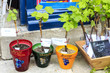 Young grape vines for sale