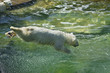 Dive of a young polar bear