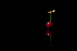 Cereza