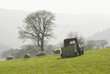 Healthy sheep and livestock, Idyllic Rural, UK
