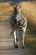 Young Zebra