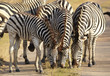 Young Zebra