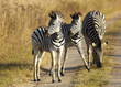 Photo: Young Zebra Young Zebra