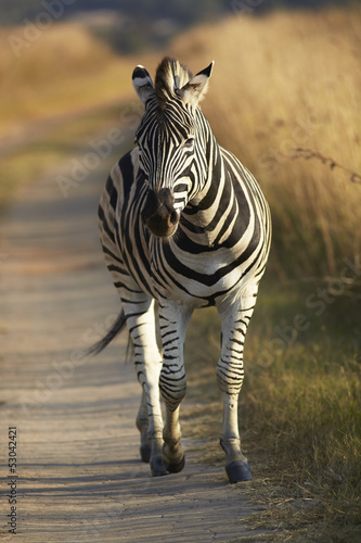 Photo: Young Zebra Young Zebra