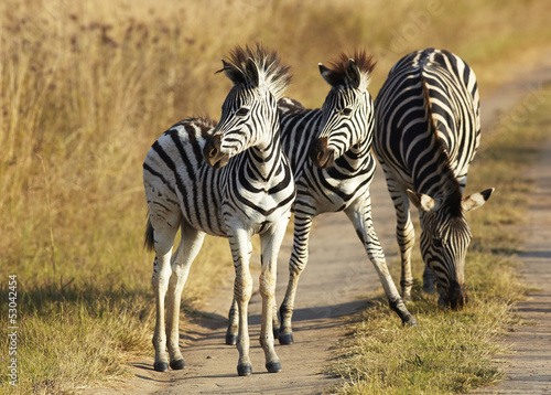 Photo: Young Zebra Young Zebra