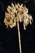 Withered Lily of the Nile