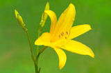 Yellow lily flower in bud.